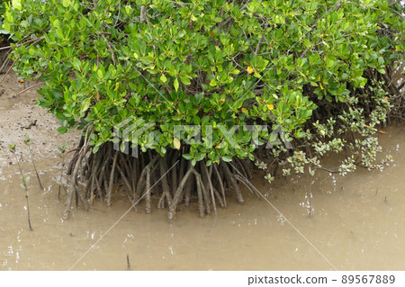 Shimajiri Mangrove Forest Miyakojima Okinawa Prefecture 89567889