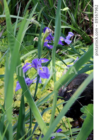 Hana shawab Hana shawab 89567962