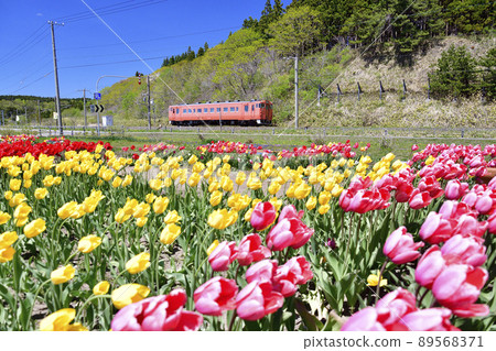 Taking a picture of the scenery of a regular train of the South Hokkaido Railway at Saraki Cape Park in Kikonai Town, Hokkaido in the spring 89568371