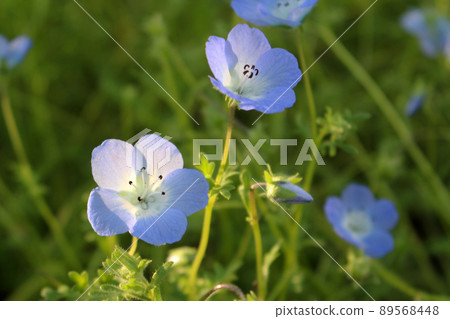 Nemophila 89568448