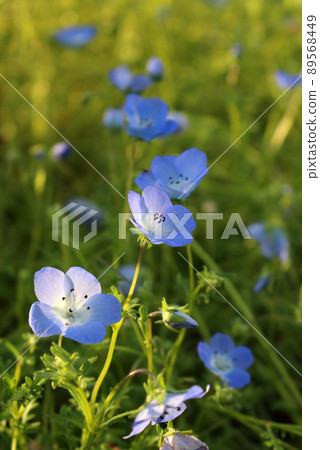 Nemophila 89568449