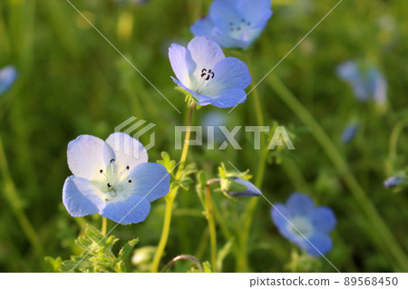 Nemophila 89568450