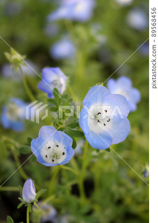 Nemophila 89568456
