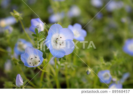 Nemophila 89568457