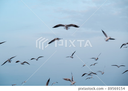 Seagulls flying in cloudy sky 89569154
