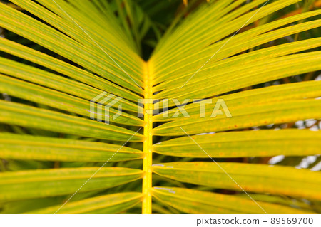 Palm leaf closeup, Dominican Republic, sunny beach, palm trees, on the coast Palm leaf closeup, Dominican Republic, sunny beach, palm trees, on the coast 89569700