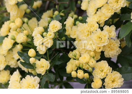 Lots of yellow lady bank's roses 89569805