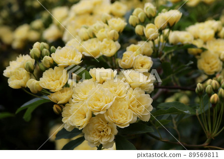 Lots of yellow lady bank's roses 89569811