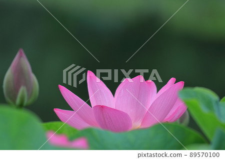 古老浪漫的Oga蓮花 古老浪漫的Oga蓮花 89570100