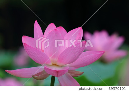 Ancient romance Oga lotus 89570101