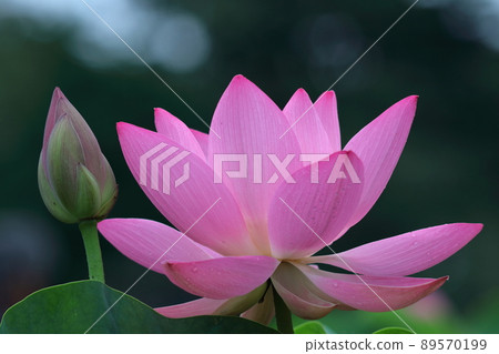 古老浪漫的Oga蓮花 古老浪漫的Oga蓮花 89570199