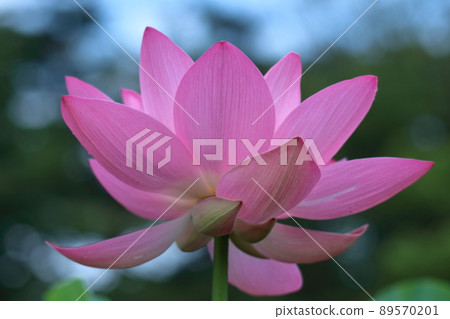 古老浪漫的Oga蓮花 古老浪漫的Oga蓮花 89570201