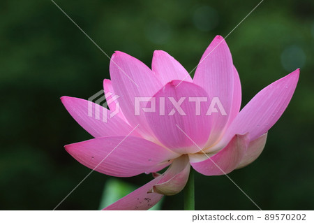 古老浪漫的Oga蓮花 89570202
