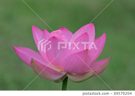 Ancient romance Oga lotus 89570204