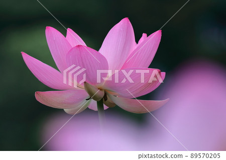 Ancient romance Oga lotus 89570205