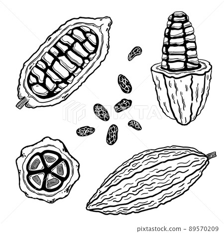 Cocoa collection. Graphic cocoa pods with beans isolated on white. Illustration Cocoa collection. Graphic cocoa pods with beans isolated on white. Illustration 89570209