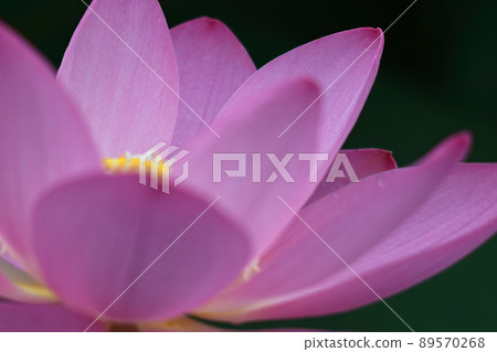 古老浪漫的Oga蓮花 古老浪漫的Oga蓮花 89570268