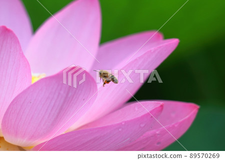 Ancient romance Oga lotus Ancient romance Oga lotus 89570269