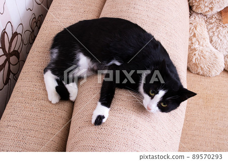 Black and white cat lying down relaxing on the back cushion of a brown couch Black and white cat lying down relaxing on the back cushion of a brown couch 89570293