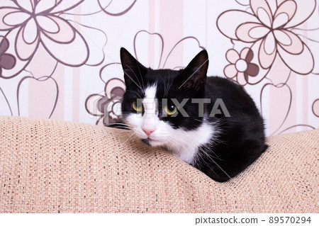 Black and white cat lying down relaxing on the back cushion of a brown couch Black and white cat lying down relaxing on the back cushion of a brown couch 89570294