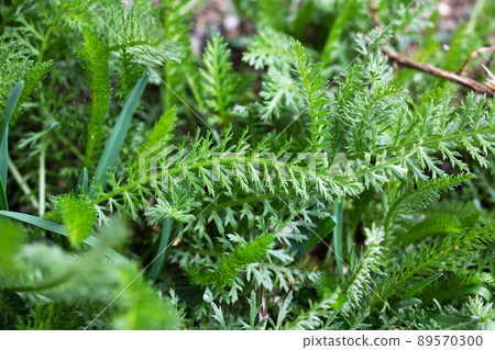 Green feathery leaves of achillea millefolium or yarrow plant 89570300