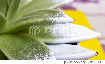 Green leaves of echeveria plant close up Green leaves of echeveria plant close up 89570390