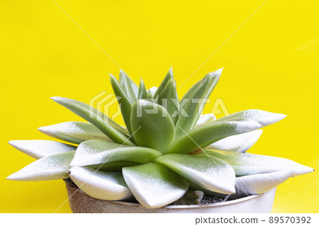 Green leaves of echeveria plant close up Green leaves of echeveria plant close up 89570392
