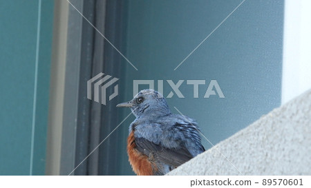 海龜 海龜 89570601