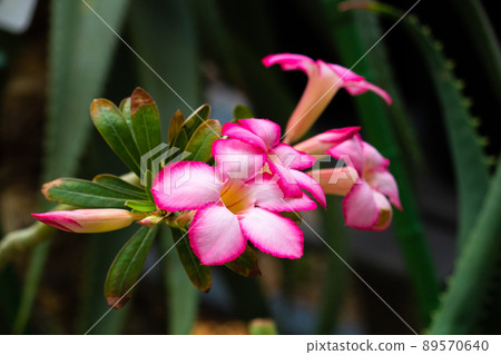 Adenium (desert rose) flower Scientific name: Adenium 89570640