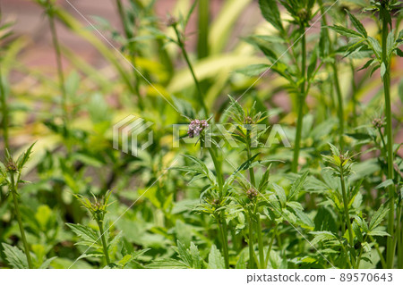 Valeriana fauriei Briq.（學名：Valeriana fauriei Briq.） 原料藥名：By valeriana 89570643