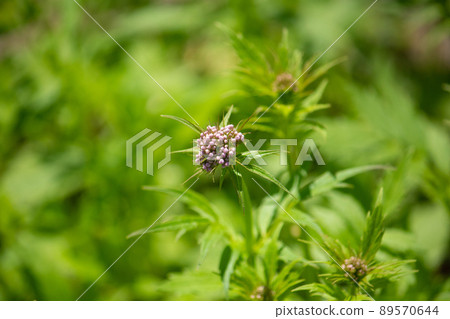 Valeriana fauriei Briq.（學名：Valeriana fauriei Briq.） 原料藥名：By valeriana 89570644