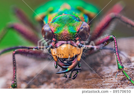 Portrait of Tiger Beetle - Cicindela campestris, background with beetle Portrait of Tiger Beetle - Cicindela campestris, background with beetle 89570650