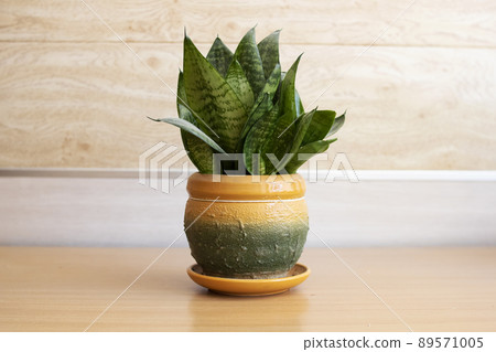 Lush sansevieria plant in flowerpot close up 89571005