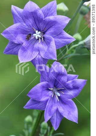 Purple flowers that represent Japan Purple flowers that represent Japan 89571398