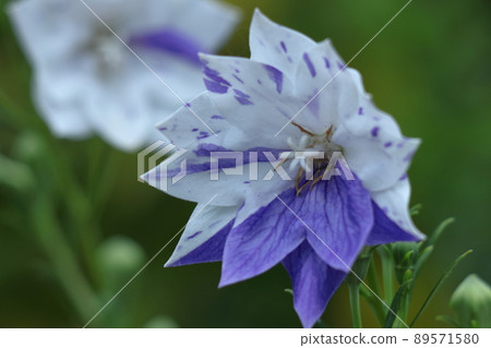 代表日本的紫色花朵 89571580