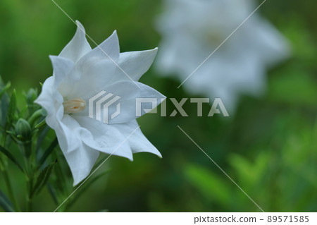 代表日本的紫色花朵 代表日本的紫色花朵 89571585