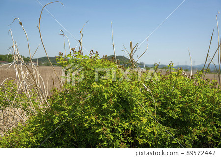Siheung Tidal Flat Ecological Park 89572442