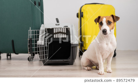 Jack russell terrier dog sits by suitcases and travel box. Ready for vacation. Jack russell terrier dog sits by suitcases and travel box. Ready for vacation. 89572479