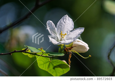 White Snowy Orchid flower in northern Thailand. (Bauhinia acuminata plant) White Snowy Orchid flower in northern Thailand. (Bauhinia acuminata plant) 89572603