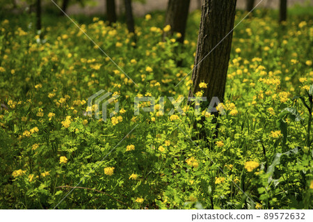 Siheung Tidal Flat Ecological Park 89572632