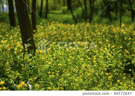 始興市潮灘生態公園 始興市潮灘生態公園 89572647