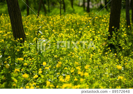 始興市潮灘生態公園 始興市潮灘生態公園 89572648