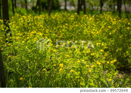 始興市潮灘生態公園 始興市潮灘生態公園 89572649