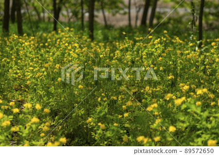 始興市潮灘生態公園 始興市潮灘生態公園 89572650
