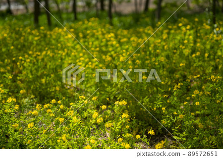 始興市潮灘生態公園 始興市潮灘生態公園 89572651