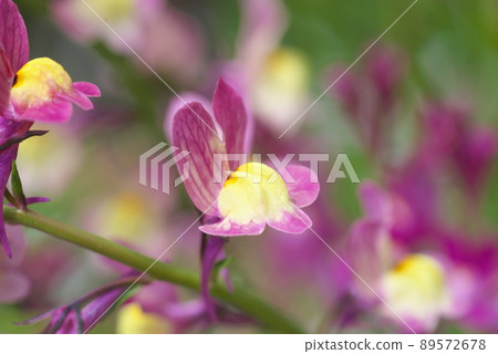 Linaria的紫色花朵[綠色背景] 89572678