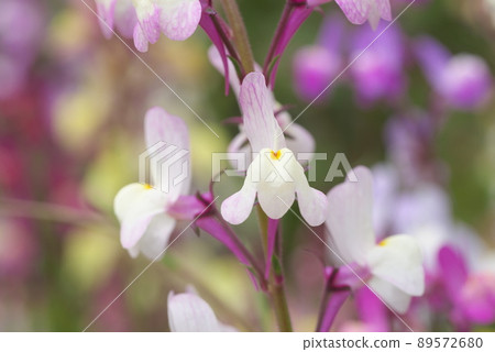 Linaria 丁香花 [綠色背景] 89572680