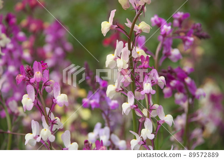 Linaria 丁香花 [綠色背景] 89572889