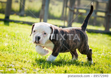 Brindle coat American Bulldog puppy dog is moving on nature on green grass 89572940