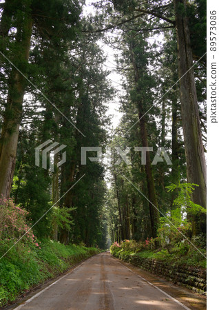 Nikko Road Suginami Tree 89573086